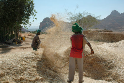 A567KM Farmers winnowing wheat crop, Ethiopia, 2004