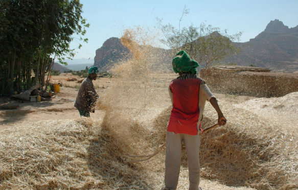 A567KM Farmers winnowing wheat crop, Ethiopia, 2004