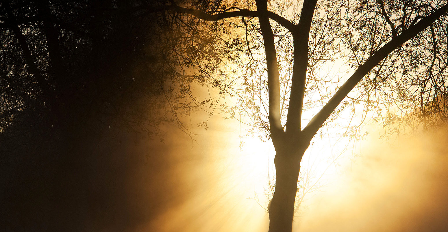 D7C2M5 Silhouette tree in front of a sunrise. English countryside.