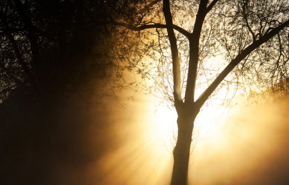 D7C2M5 Silhouette tree in front of a sunrise. English countryside.