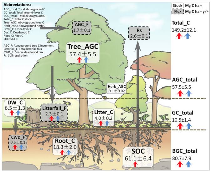 Forestry Tree Chart