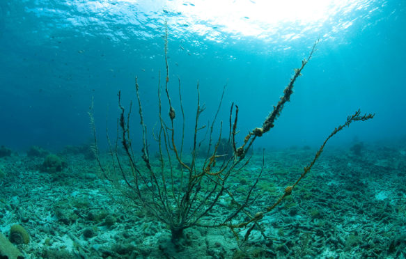 Dead sea fan coral, Caribbean sea. Credit: Helmut Corneli / Alamy Stock Photo. M731Y2
