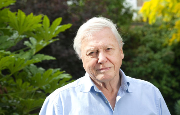 Sir David Attenborough, English broadcaster and naturalist. Credit: Jeff Gilbert / Alamy Stock Photo. FDW7WY