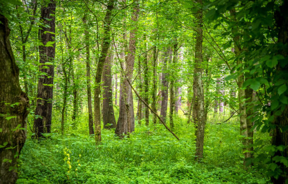 Boonsboro forest, Maryland, US. Credit: Joseph Thomas / Alamy Stock Photo. J90GD7