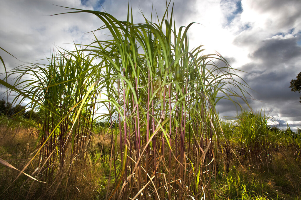A crop of Elephant Grass (Miscanthus) growing in a field in Worcestershire, England, UK. Credit: John James / Alamy Stock Photo. BDPD0M