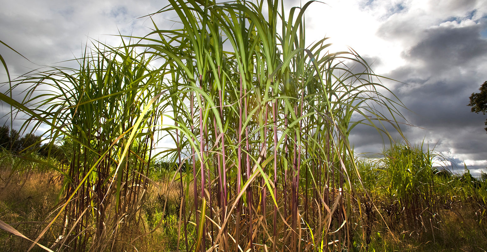 A crop of Elephant Grass (Miscanthus) growing in a field in Worcestershire, England, UK. Credit: John James / Alamy Stock Photo. BDPD0M