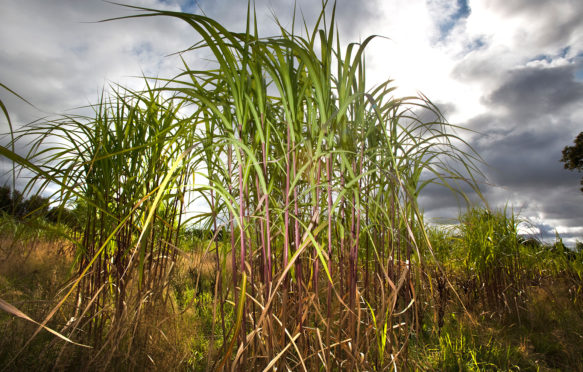 A crop of Elephant Grass (Miscanthus) growing in a field in Worcestershire, England, UK. Credit: John James / Alamy Stock Photo. BDPD0M