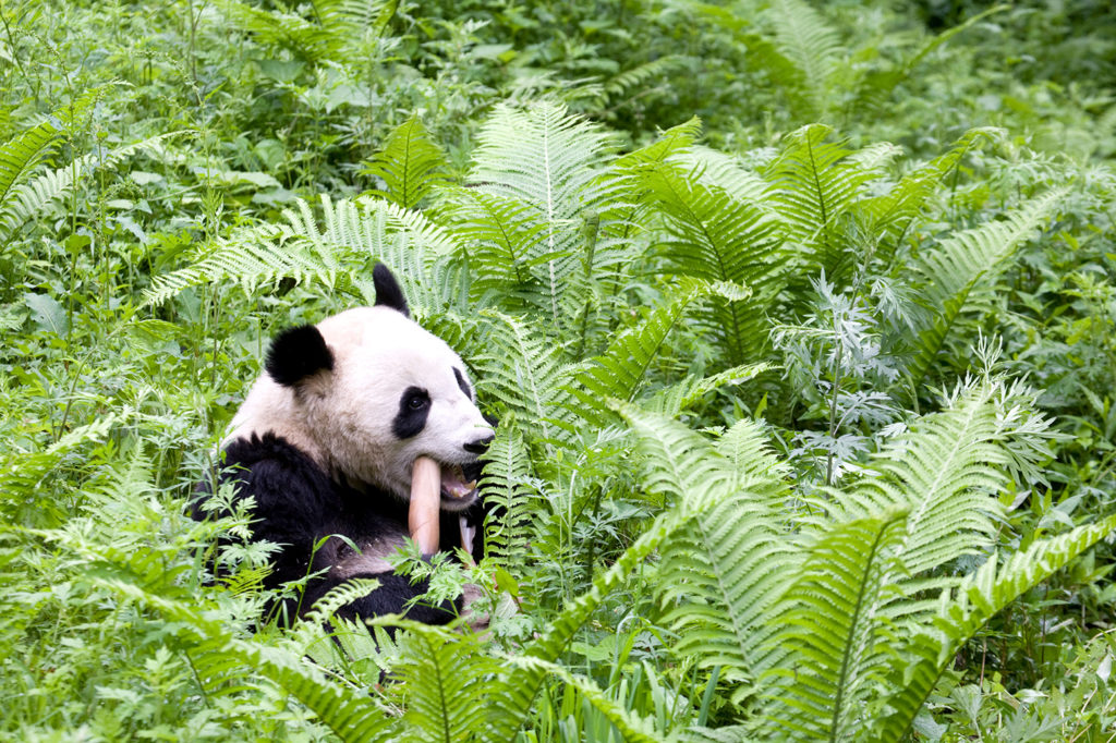 Giant Panda eating bamboo, Wolong, China. Credit: Rosanne Tackaberry / Alamy Stock Photo. B397F4