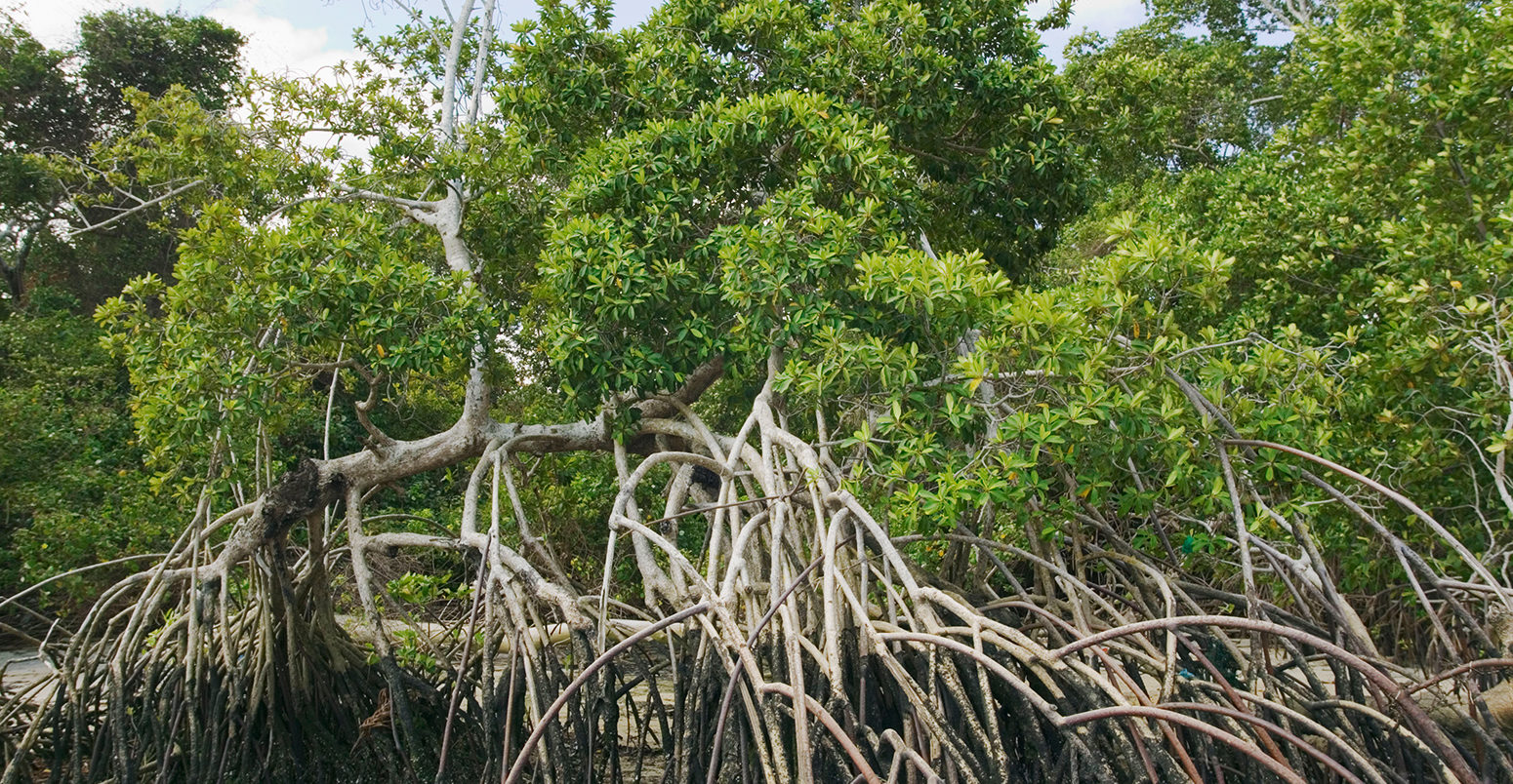 A1TRBP Aerial root systems at the base of mangrove trees inside the mouth of the Amazon nr Soure Marajo Island Para state Brazil. Image shot 2005.