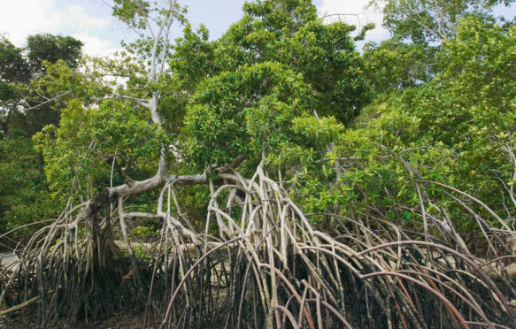 A1TRBP Aerial root systems at the base of mangrove trees inside the mouth of the Amazon nr Soure Marajo Island Para state Brazil. Image shot 2005.