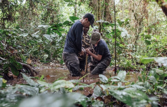 Extracting a sample from the Congo basin peatland.