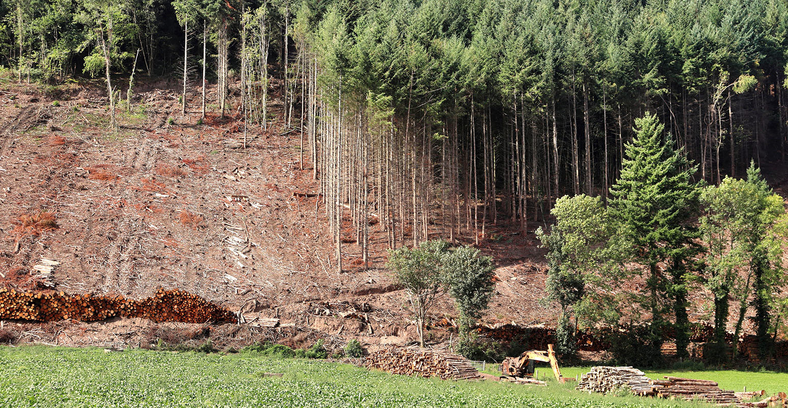 Forest clearing on a Welsh Mountainside with piles of pine timber. Credit: Chris Lofty / Alamy Stock Photo. PMY7A0