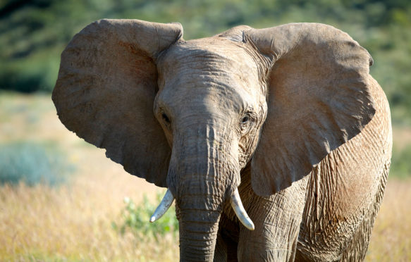 BJKC5T African Forest Elephant (Loxodonta cyclotis), Damaraland, Namibia, Africa