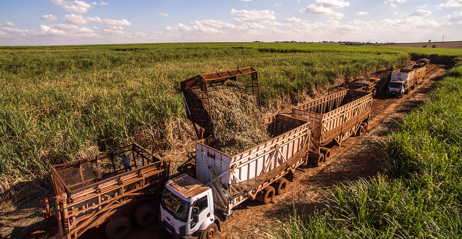 MJEHBB Sugar cane plantation is harvested