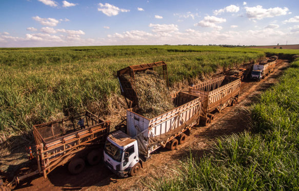 MJEHBB Sugar cane plantation is harvested