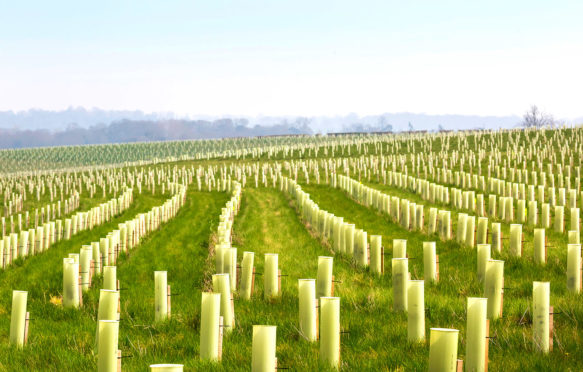 A tree planting scheme in the National Forest. Credit: Bill Allsopp / Alamy Stock Photo. M5YF1P