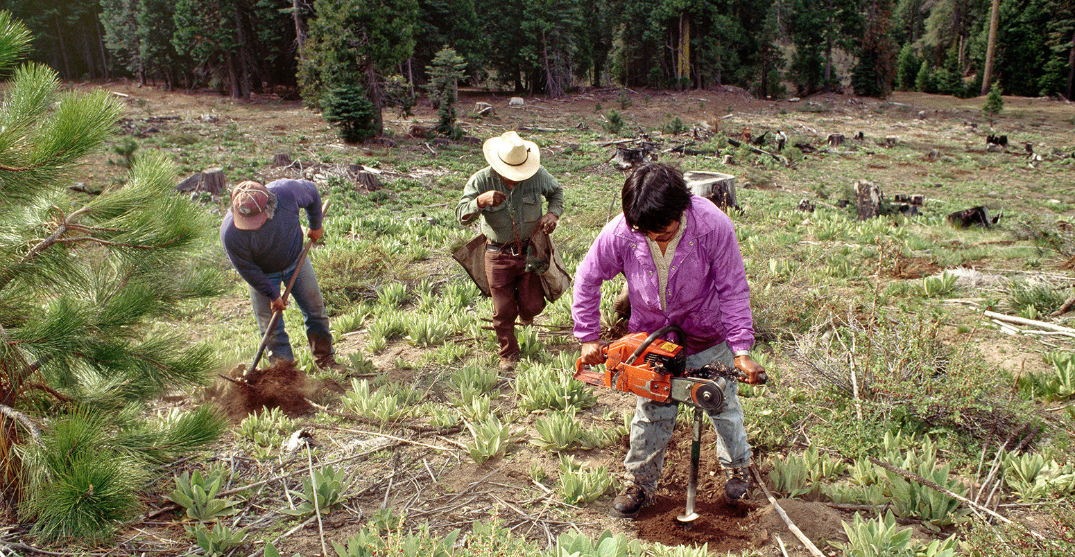 DD619X Reforestation, workers planting Ponderosa Pine seedlings