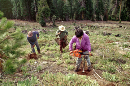 DD619X Reforestation, workers planting Ponderosa Pine seedlings