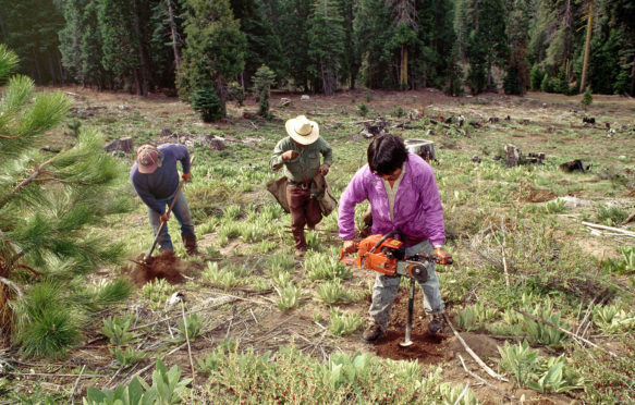 DD619X Reforestation, workers planting Ponderosa Pine seedlings