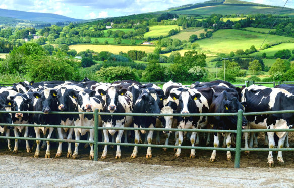 Cattle amongst rolling hills, UK. Credit: Peter Cavanagh / Alamy Stock Photo. F0X3FN