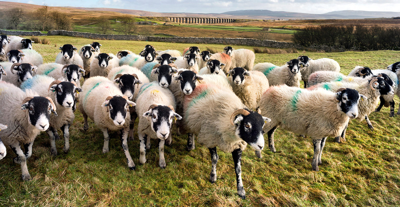 A flock of Swaledale sheep at Ribblehead, Yorkshire Dales, UK. Credit: John Bentley / Alamy Stock Photo. EEH11B