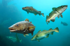 Atlantic cod swimming off Rockall, UK. Credit: Paulo Oliveira / Alamy Stock Photo. RB1DGJ