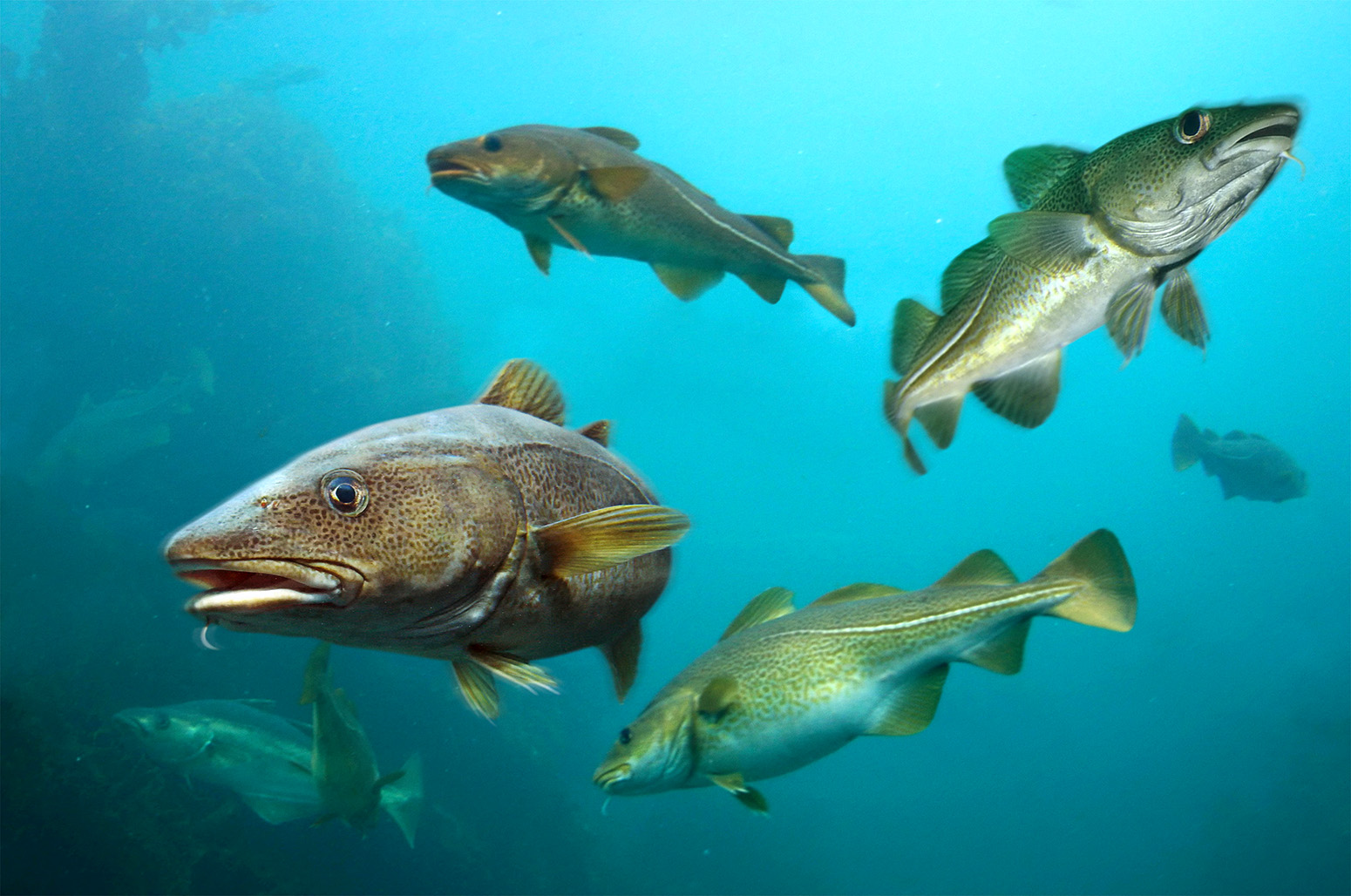 Ocean warming has caused 'sustainable' fish stocks to drop by 4% since 1930s