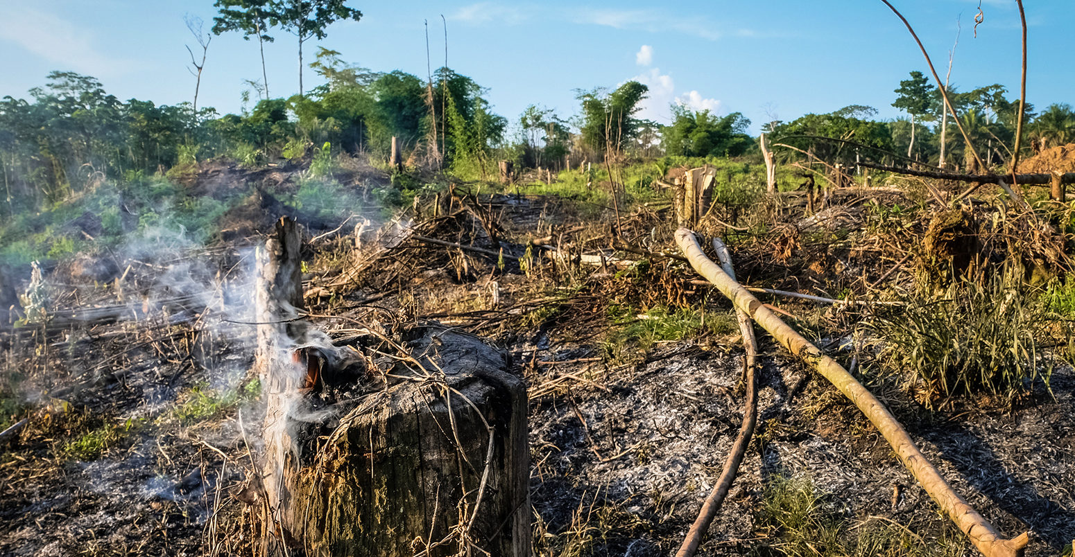 Forest clearance in Yangambi, Democratic Republic of the Congo.