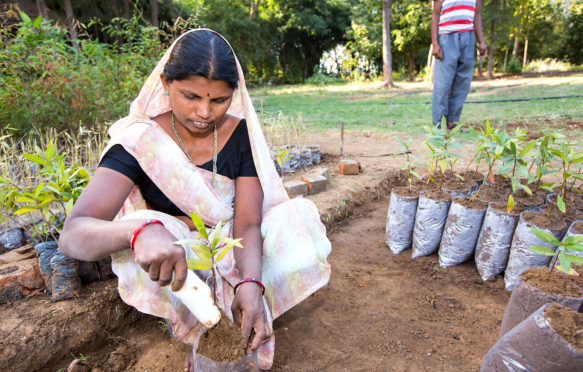 A woman plants trees in Goraj, India. Credit: Ashley Cooper pics / Alamy Stock Photo.