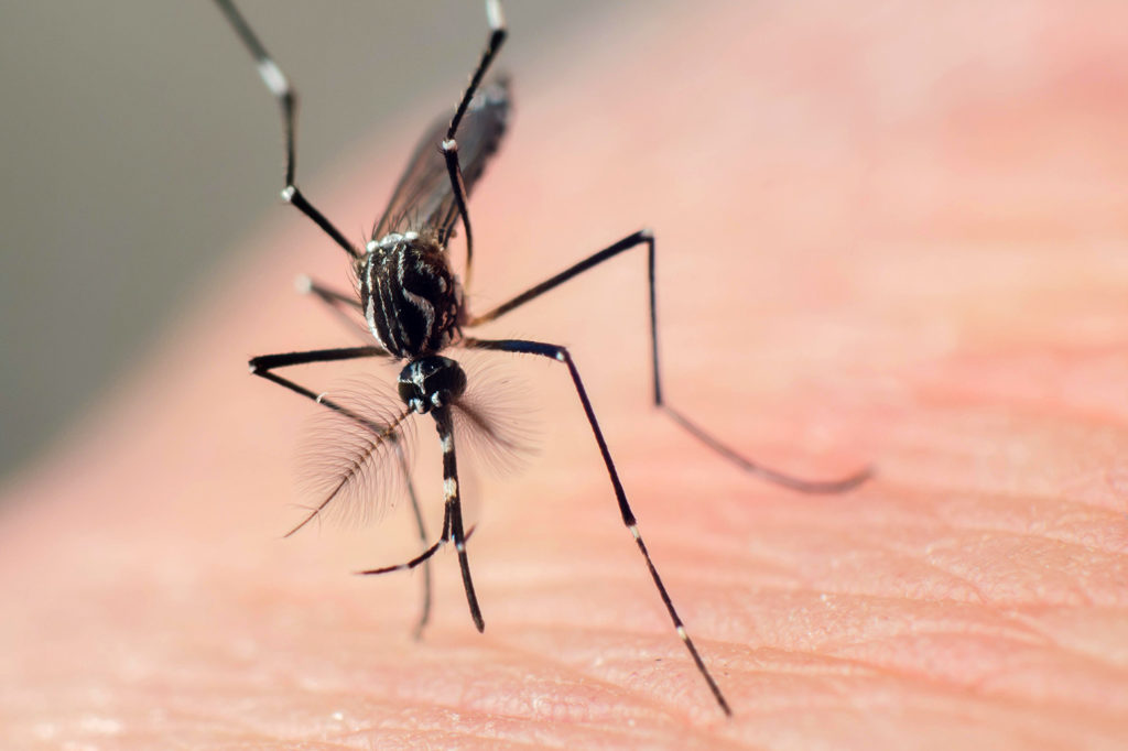 Male yellow fever mosquito (Aedes aegypti). Credit: João Burini / Alamy Stock Photo. PRT0Y4