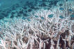 Last refuges for coral reefs to disappear above 1.5C of global warming ...
