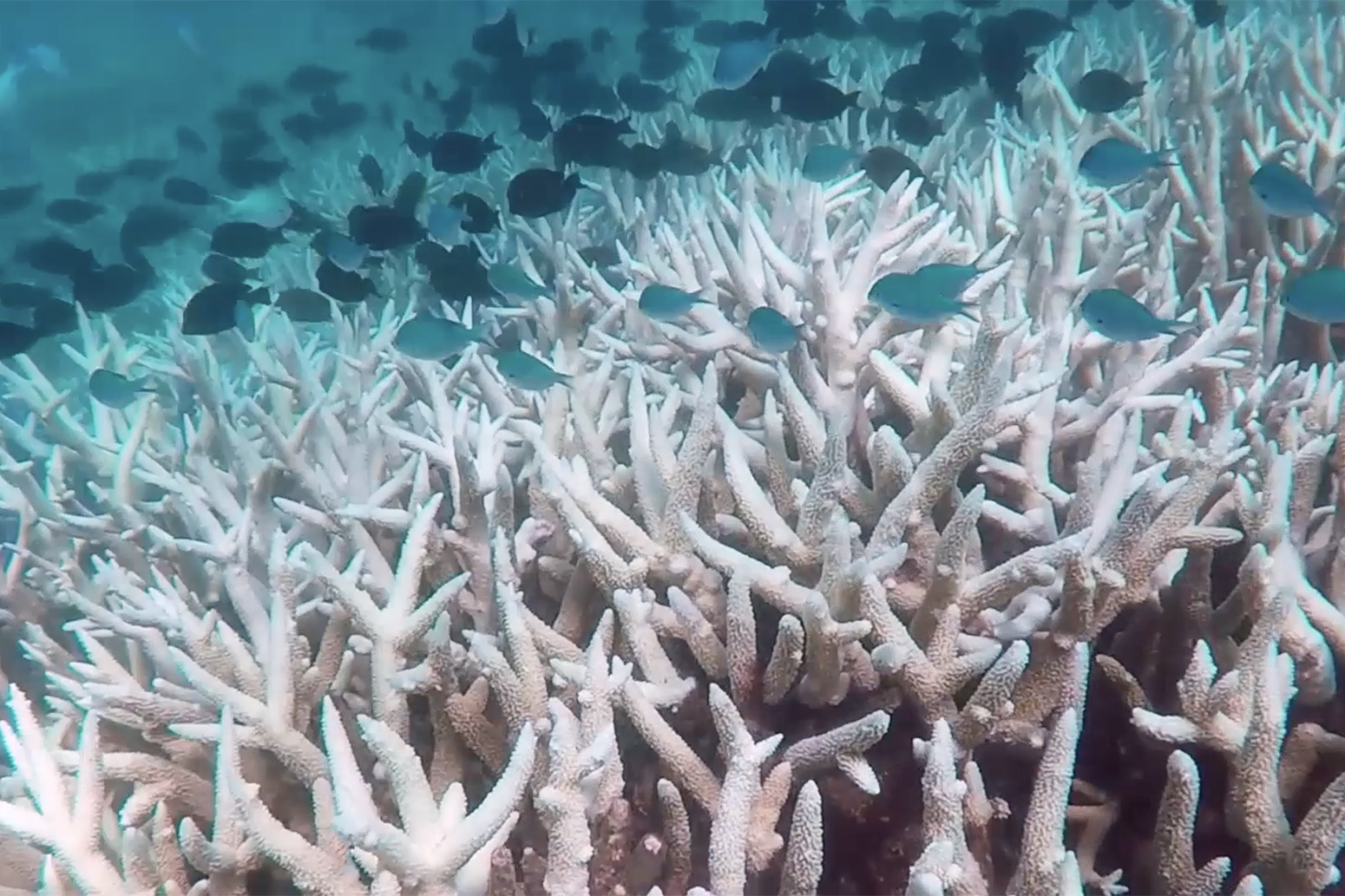 how to stop coral reef destruction