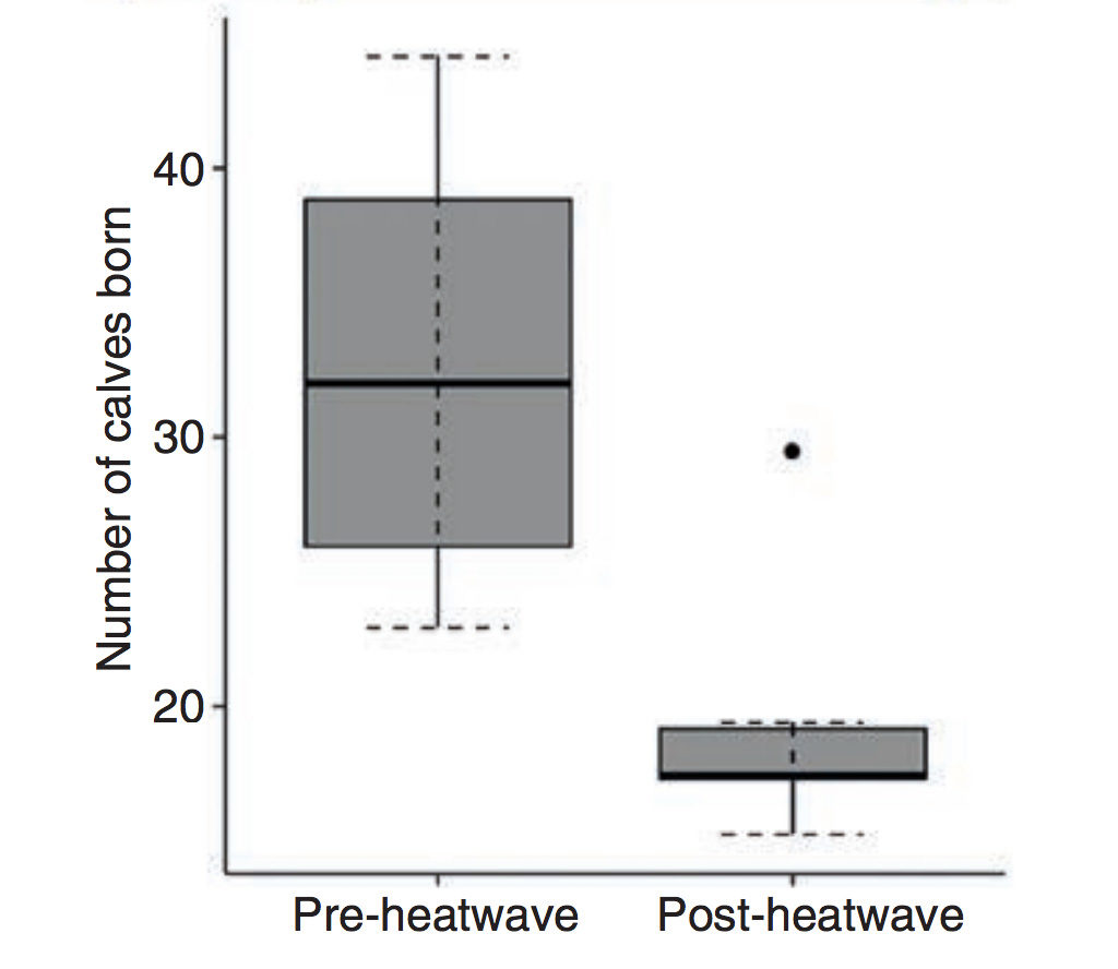 Average number of dolphin calves born in Shark Bay, Australia per year before and after the 2011 marine heatwave (controlled for number of known mothers observed each field season). Grey shading shows the spread of the results and whiskers show uncertainty. Source: Wild et al. (2019)