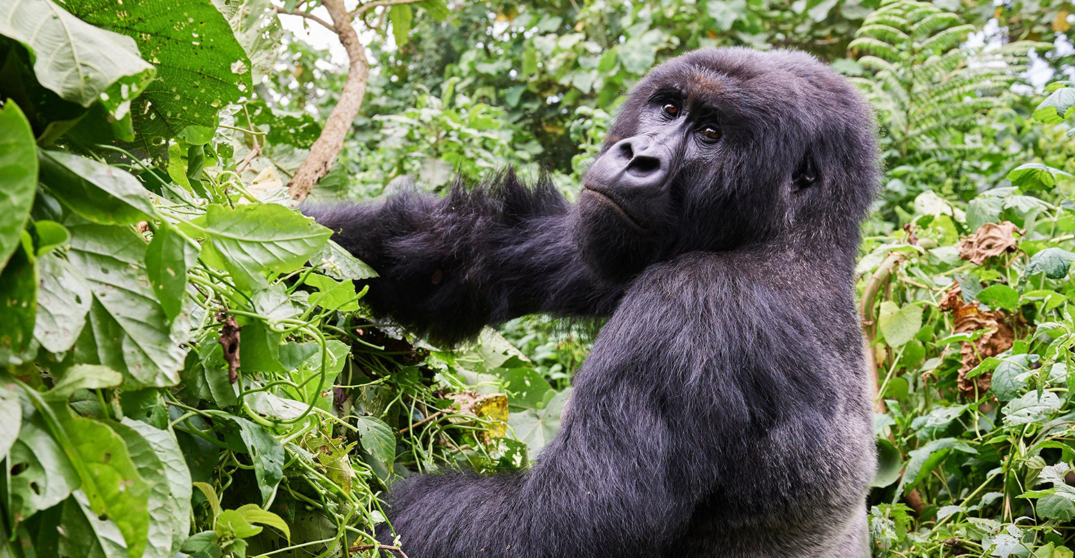 RM0WYM Silverback Mountain gorilla (Gorilla beringei beringei) member of Kabirizi group. Virunga National Park, North Kivu, Democratic Republic of Congo,