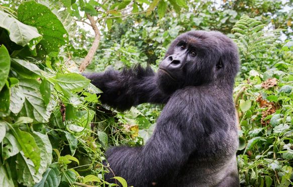 RM0WYM Silverback Mountain gorilla (Gorilla beringei beringei) member of Kabirizi group. Virunga National Park, North Kivu, Democratic Republic of Congo,