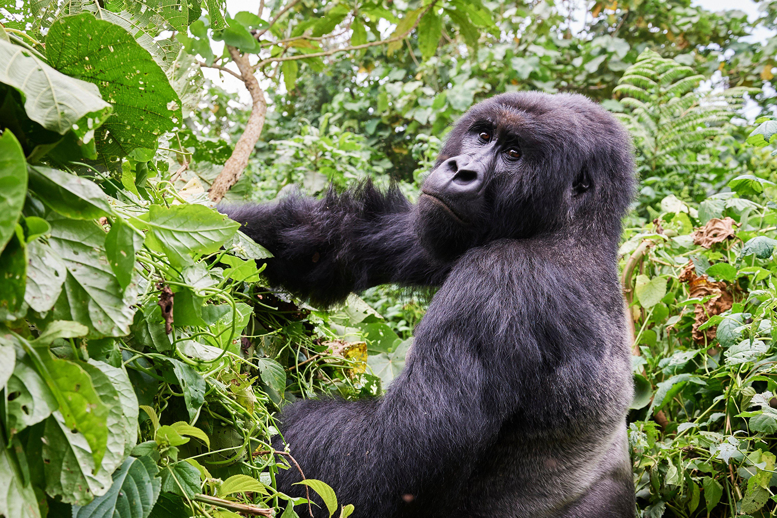wild republic gorilla