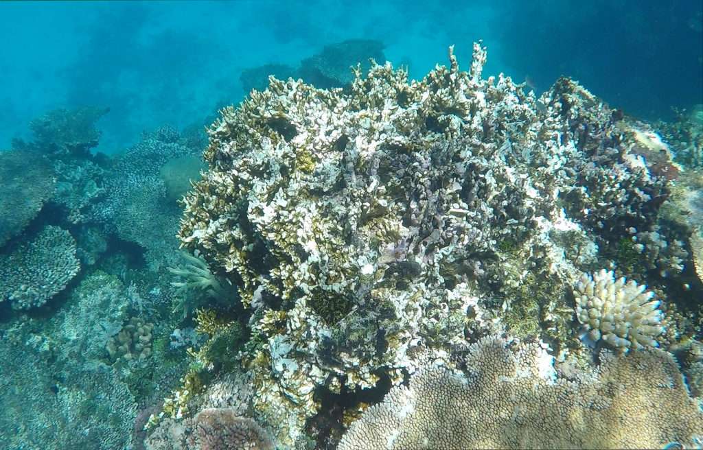 Coral bleaching off the coast of Townsville, Australia. Credit: Daisy Dunne / Carbon Brief.