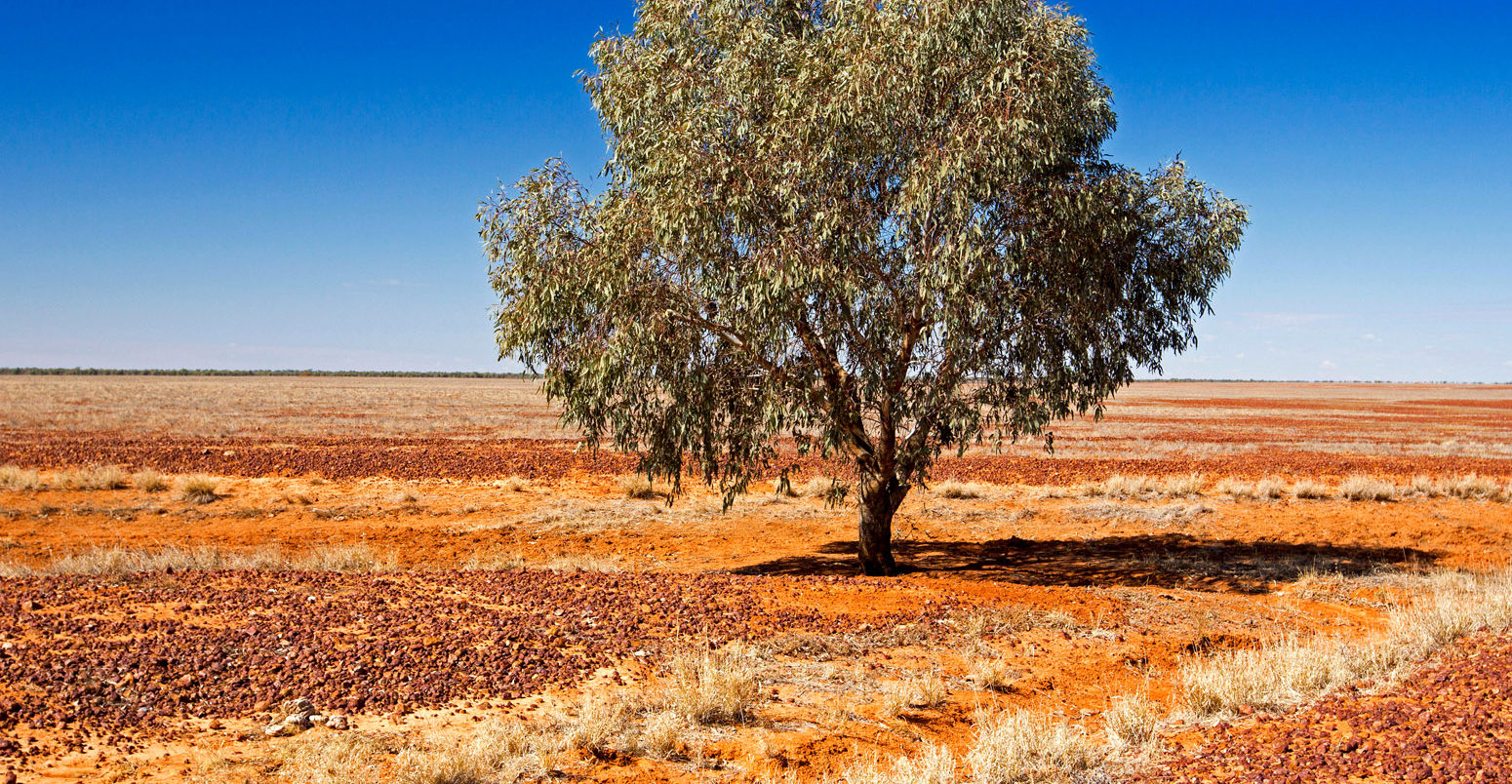 Solitary tree during a drought in Queensland, Australia. Credit: Outback Australia / Alamy Stock Photo. F56HKE