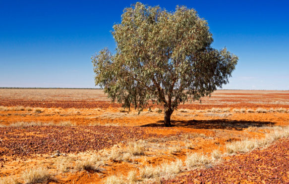 Solitary tree during a drought in Queensland, Australia. Credit: Outback Australia / Alamy Stock Photo. F56HKE