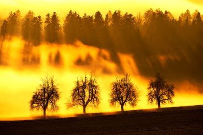 Sun rays filtering through a row of trees, Kappel, Switzerland. Credit: imageBROKER / Alamy Stock Photo. FJBXTK