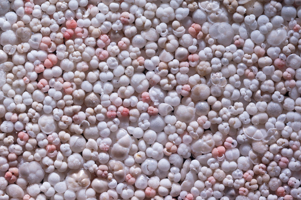 Planktonic foraminifera assemblage from Caribbean sediments. Source: Michal Kucera