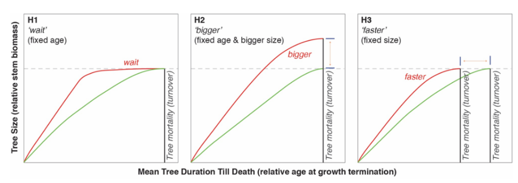 Three line graphs showing Three hypotheses for what happens to trees that grow faster than the average. Each chart shows the expected relationship between age and growth rate for faster growing trees (red) and trees growing at an average rate (green). On the charts, the dashed line indicates maximum size and the black line represents tree death. Source: Büntgen et al. (2019)