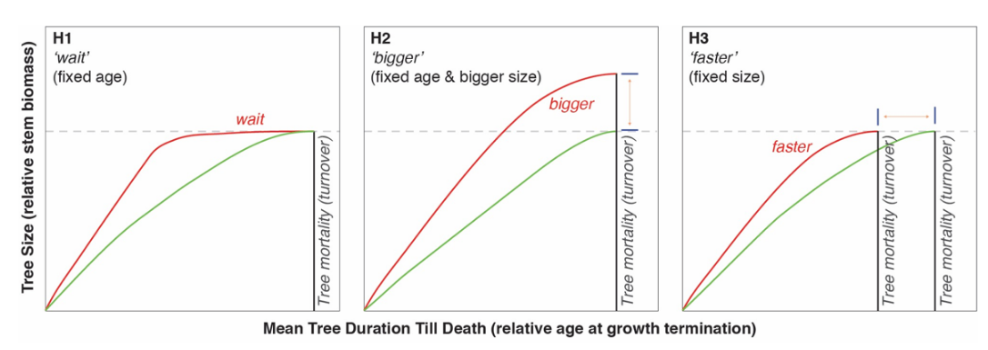 Tree Age Chart