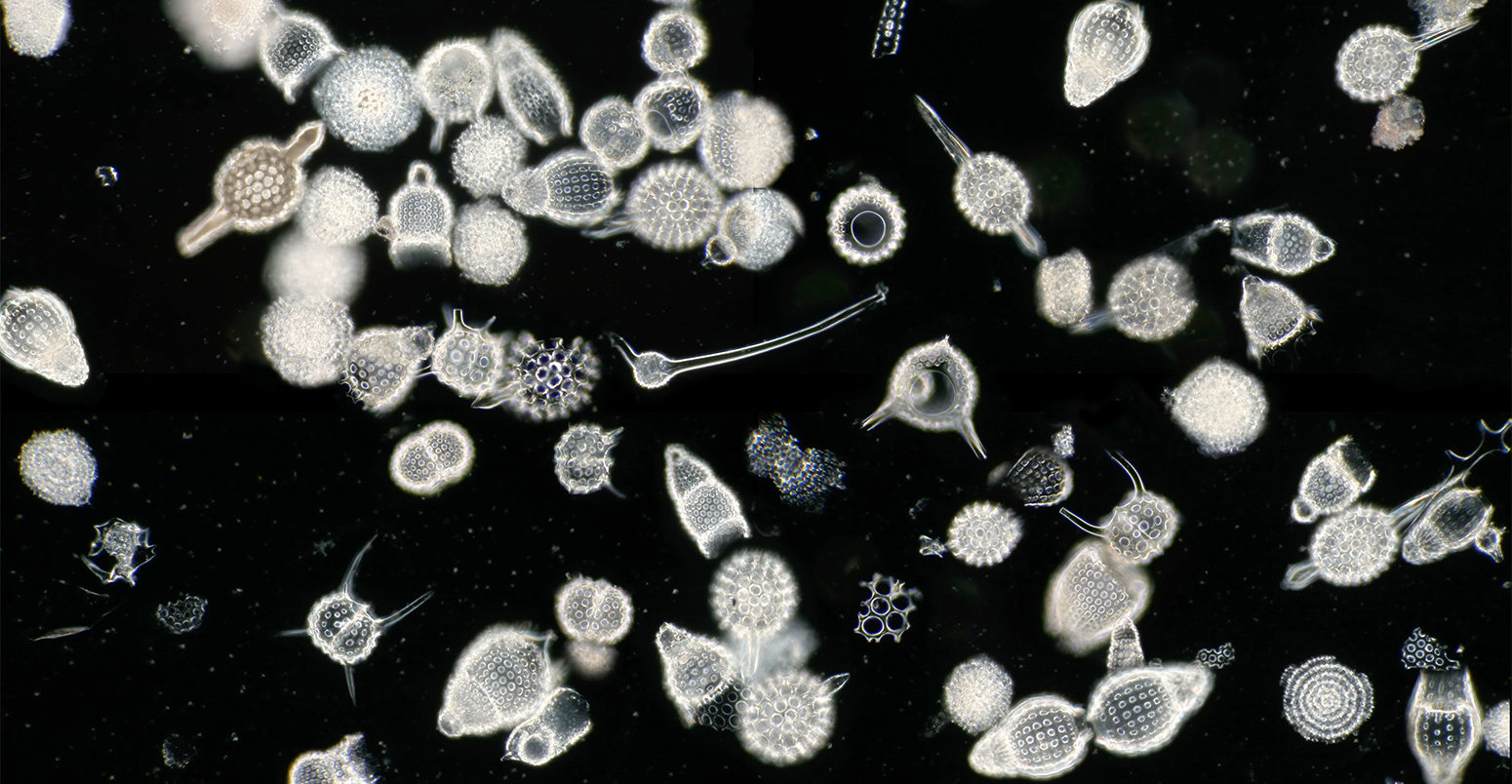 Radiolaria siliceous zooplankton. Credit: Scenics & Science / Alamy Stock Photo.