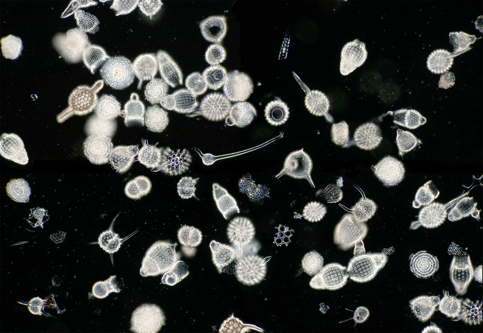 Фитопланктон в океане. Планктон зоопланктон. Зоопланктон одноклеточные. Планктонная личинка. Зоопланктон и фитопланктон.