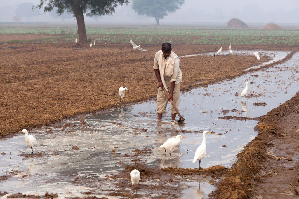 India, Uttar Pradesh, Farmer working on irrigation dykes in field