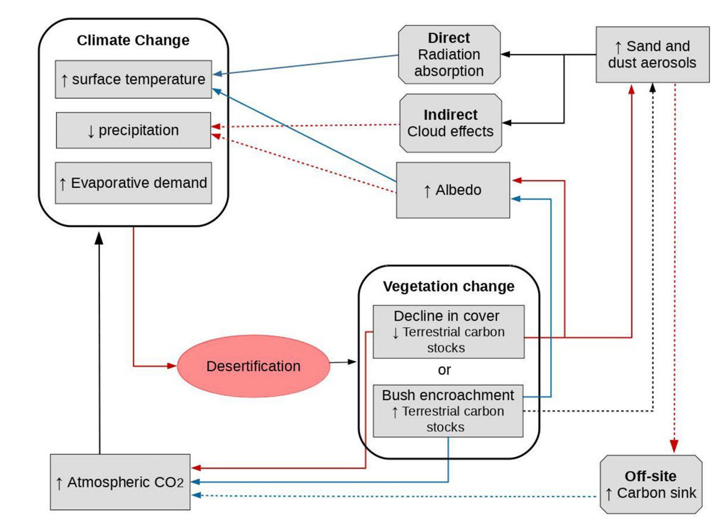 Illustration of the main pathways through which desertification can feedback on climate. Note: The colour of the arrows indicate a positive (red) or negative (blue) effect, or both (black). Solid arrows are direct while dashed arrows are indirect. Source: Figure 3.8 from the IPCC land report.