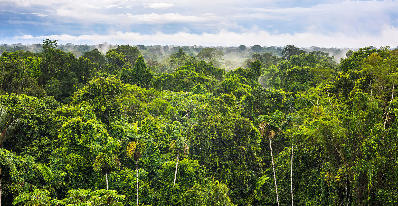 Amazon Rainforest at Sacha Lodge, Coca, Ecuador, South America.