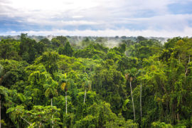 Amazon Rainforest at Sacha Lodge, Coca, Ecuador, South America.