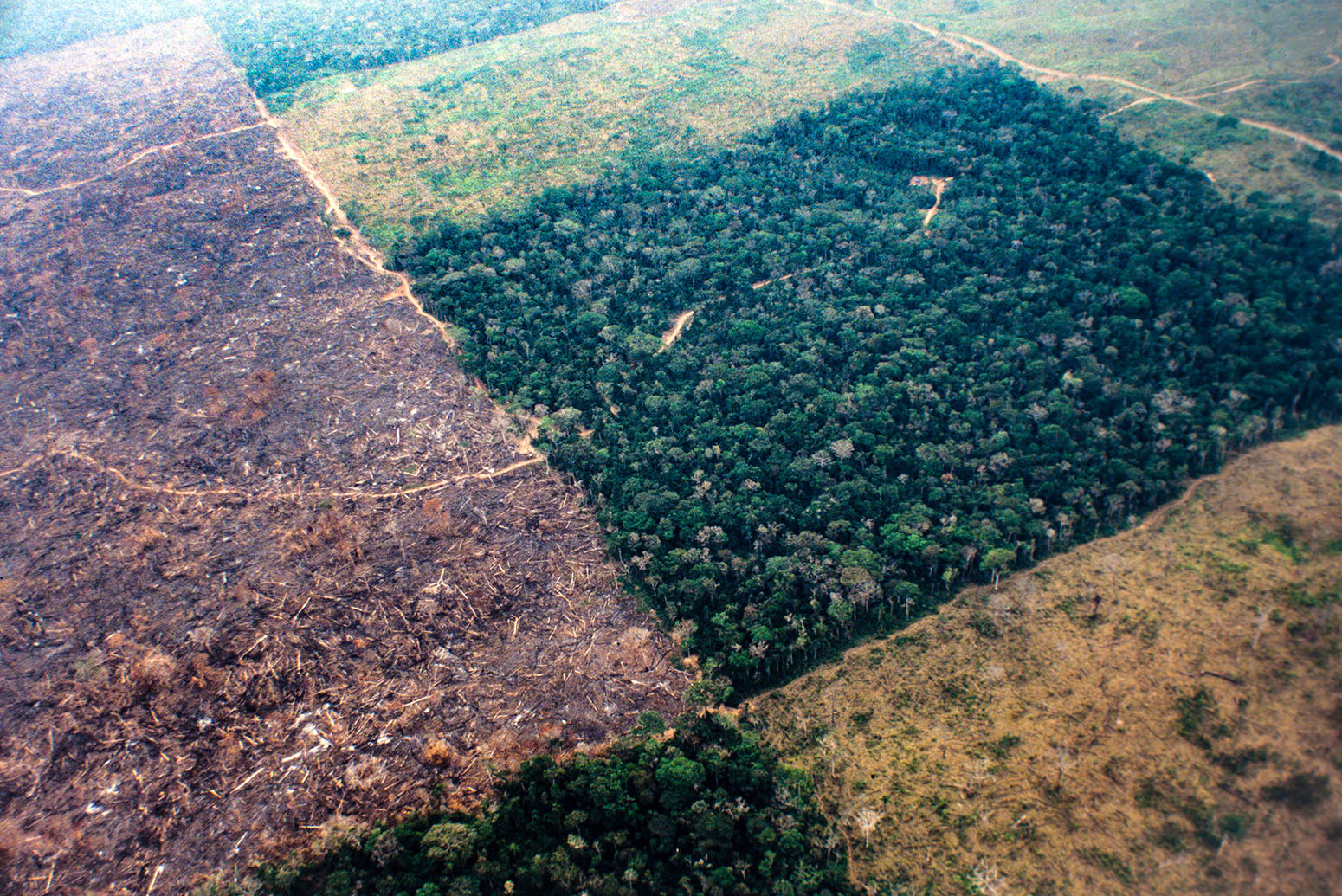Project Rondônia: On the Ground in Brazil's  Rain Forest - Science  Talk Archive